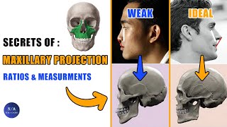 Maxilla Projection Matters For Good Looks amp How To Measure It blackpill [upl. by Ardnala]