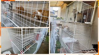 DIY CAT CATIO  Using wire net Cheap cat cage  Build a Safe Outdoor Space for Your Cat on a Budget [upl. by Kamilah]