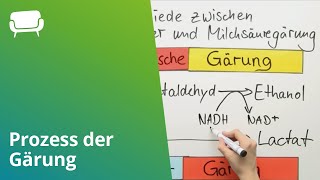 Der Prozess der Gärung einfach erklärt  Biologie  Cytologie [upl. by Thaddaus]