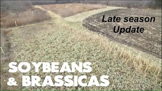 Soybeans amp Brassica Food Plot Update  Dec 26 2018 [upl. by Aihsetan482]