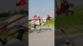 Tanga race tanga horse race horse shortvideo horselover horseriding [upl. by Evander]