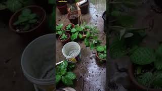 Mini vlogs day 206 santali vlogs odisha rourkela succulent gardening plant short trending [upl. by Rollet]