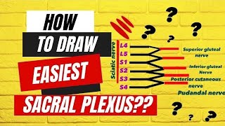 HOW TO DRAW EASIEST LUMBOSACRAL PLEXUS   ANATOMY [upl. by Stoneman]