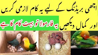 Special item for birds in breeding season  Achi breeding k liye ye cheez lazmi istamal kre [upl. by Frasquito]