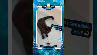 Splashes and side hustle 🛁💰 Easy apply qrawaycaapply funnykitten waterlover catbath catlife [upl. by Keifer127]