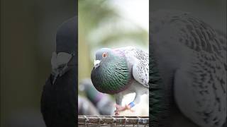 Be alert ‼️ pigeon chennaipigeon trending reels nature love [upl. by Rooney]