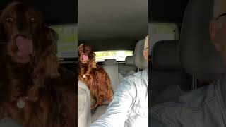 Irish Setter in Car irishsetter [upl. by Ahsitan]