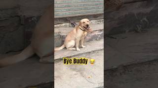 BYE BUDDY🤣  Buddy Reaction shorts dog viralvideo buddyRocket [upl. by Chester]