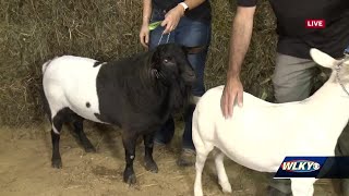 Myotonic goat breeders from across country to compete in national show at Henry County Fairgrounds [upl. by Joeann]