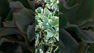 Crassula arborescens Variegata [upl. by Thatcher]