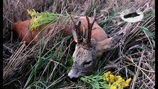 ROEBUCK HUNTING IN JULY 2024  8 YEARS OLD ROEBUCK [upl. by Inaej]