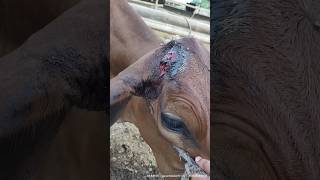 Dehorning infection  Maggots in wound  Infection treatment cow youtubeshorts sahiwalcows [upl. by Amliv]