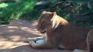 Warm Weather Treats at Taronga [upl. by Brindell]