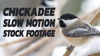 Chickadee Birds In Slow Motion 4K Stock Footage [upl. by Mendie]