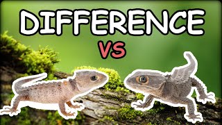 Whats the Difference Between Red Eyed Crocodile Skink and White Eyed Crocodile Skink [upl. by Patman]