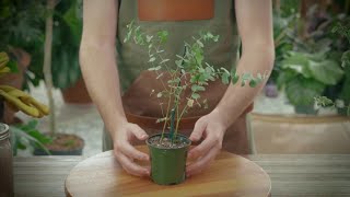 How to Grow and Care for Eucalyptus [upl. by Profant4]