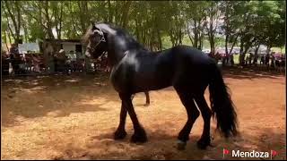 Spanish Lookout Belize  Horse Show at Countryside Park [upl. by Eimile]