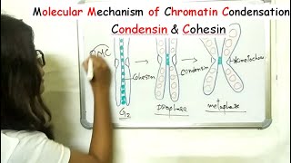 Molecular mechanism of Chromatin condensation [upl. by Ntsud846]