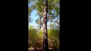 WORLDS OLDEST LIVING LONGLEAF PINE TREE 464 [upl. by Phelgen]