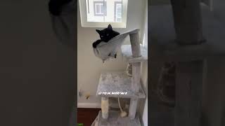 Cat Lover 😅 Cute Cats Kittens 🥰 babycats Episode 2838 [upl. by Assyn]