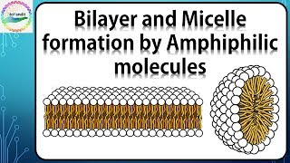 Bilayer and Micelle formation by Amphiphilic molecules [upl. by Jinny]