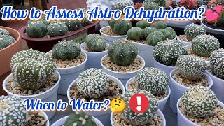 How to Assess Astrophytum Asterias Dehydration amp When to Water🤔Requested from Mam Cherry Lou💜 [upl. by Danell]