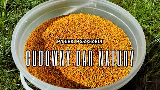 Pyłek pszczeli  cudowny dar natury Jak jest pozyskiwany [upl. by Nhguavad432]