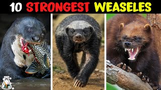 10 Most Powerful Mustelids on Earth [upl. by Pilihp]