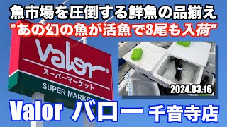 【Valor バロー 幻の魚が活魚で3尾も入荷 魚市場を圧倒する鮮魚の品揃え】あばお 海鮮ちゃんねる 202 20240316 [upl. by Ylrebnik858]