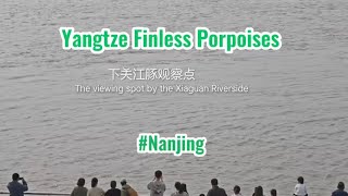 【 Nanjing Animal 】The Yangtze finless porpoises are putting on their collective quotperformancequot [upl. by Goodwin]