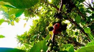 What a Coffee Bean Tree Looks Like travel coffeebeans [upl. by Eeloj]