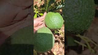 How to grow avocado Harvesting avocado fruits from the avocado tree [upl. by Odelet990]