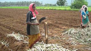 Sugarcane setts preparation for planting Thanjavur [upl. by Nilya]