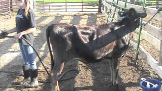 How To Show A Dairy Heifer [upl. by Salohcim825]