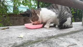 Stomatitis in Stray Cats Which Treatment Really Works [upl. by Nunciata384]