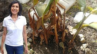 Pruning Canna Plants  part 2 [upl. by Mcnamara]