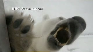 Caught on Tape Cameraman Comes NosetoNose with Dangerous Polar Bears [upl. by Nevaeh]