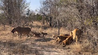 Ntsevu Pride Lionesses with Cubs on Wildebeest Kill  17 July 2024 [upl. by Alleyne]