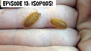 Episode 13 Isopods Natures Janitors [upl. by Aridan]