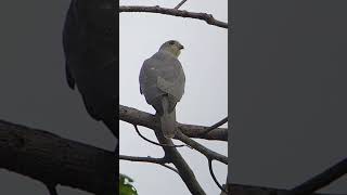 Shikra bird of prey subscribe birds discovercambodia wildlife shortsfeed shorts shortvideo [upl. by Marquet]