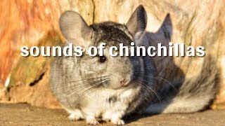 sounds of chinchillas [upl. by Lamori639]