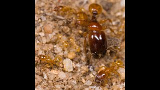 Pheidole antipodum mature ant colony  Carebara like super major sighting [upl. by Reis]