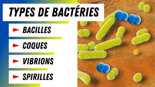 Tout savoir sur les bactéries Types et classes de coques expliqués [upl. by Ben]