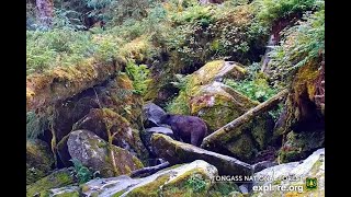 Tongass National Forest Alaska  Meet the Bears of the Falls and Caves July 24 2024 [upl. by Jun]