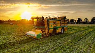 Oxbo BP2140e aan het sperziebonen plukken  Green bean picking with a OXBO BP2140e  Taco Agro BV [upl. by Verda]