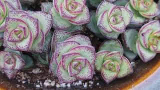 Crassula x rupestris f marnieriana â€˜Hottentotâ€™ [upl. by Atsyrk]