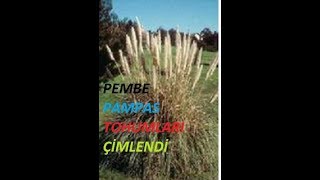 PEMBE PAMPASCortaderia selloana tohumları çimlendi Şimdi yapılması gerekenler nelerdir 2 [upl. by Jacki906]