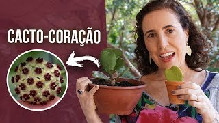 🌵💕 CACTOCORAÇÃO Hoya kerrii  Como Cultivar  Nô Figueiredo [upl. by Fritzsche]