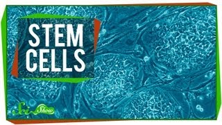 Stem Cells [upl. by Aksel]