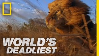 Lion Pack vs Buffalo  Worlds Deadliest [upl. by Mccowyn795]